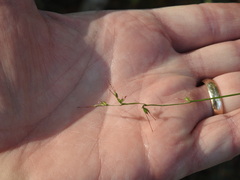 Oplismenus hirtellus