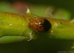 Nisotra bicolorata