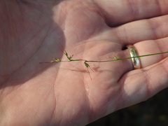 Oplismenus hirtellus