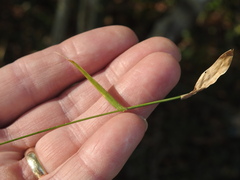 Oplismenus hirtellus