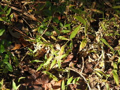 Oplismenus hirtellus