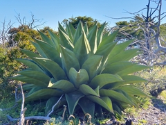 Agave gentryi