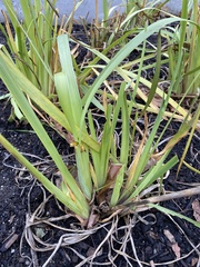 Camassia