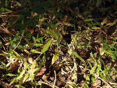 Oplismenus hirtellus