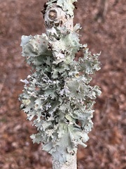 Parmotrema perforatum