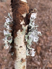 Parmotrema perforatum