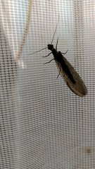 Archichauliodes chilensis