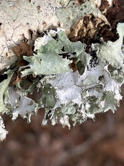 Parmotrema perforatum