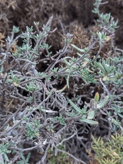Lithodora