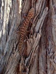 Pachydactylus capensis