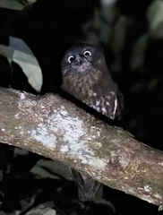 Ninox boobook lurida