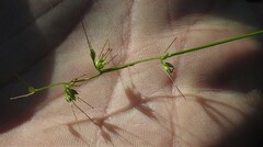 Oplismenus hirtellus