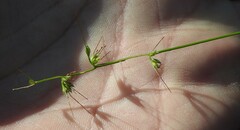 Oplismenus hirtellus