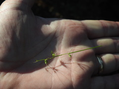 Oplismenus hirtellus