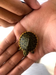 Trachemys scripta scripta