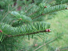 Abies balsamea image