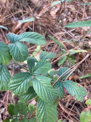 Rubus cuneifolius