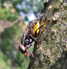 Platystoma