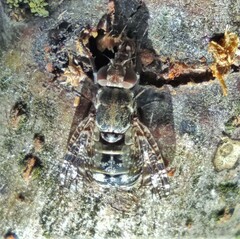 Platystoma