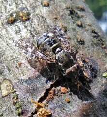 Platystoma