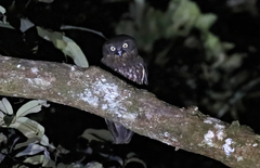 Ninox boobook lurida