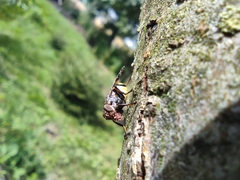 Platystoma
