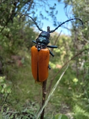 Dorcasomus ebulinus