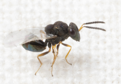 Eucharitidae