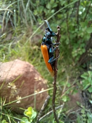 Dorcasomus ebulinus
