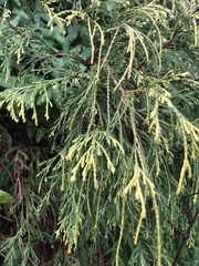 Chamaecyparis pisifera