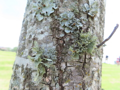 Ramalina celastri