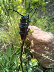 Dorcasomus ebulinus
