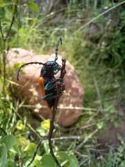 Dorcasomus ebulinus
