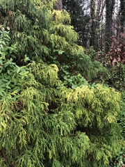 Chamaecyparis pisifera