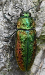 Lamprodila rutilans