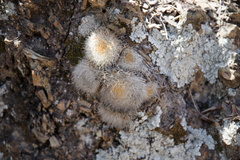 Aylostera fiebrigii