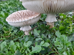 Saproamanita vittadinii