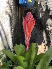Billbergia pyramidalis