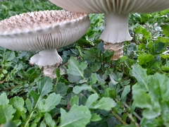 Saproamanita vittadinii