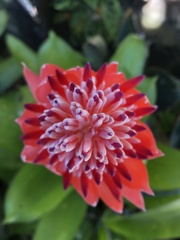 Billbergia pyramidalis