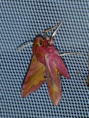 Deilephila porcellus