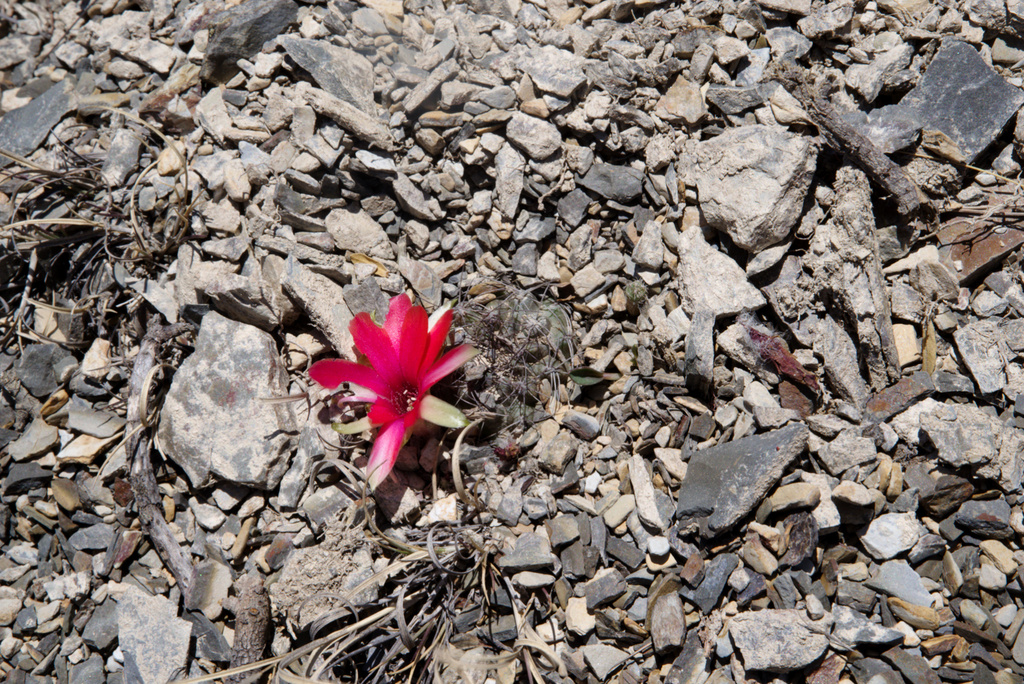 Foto de Rebutia albopectinata