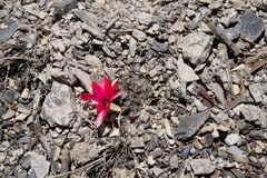 Aylostera albopectinata