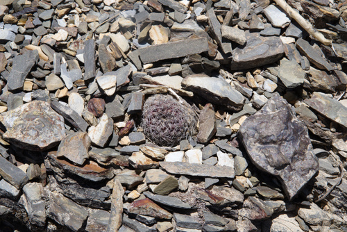 Foto de Rebutia albopectinata