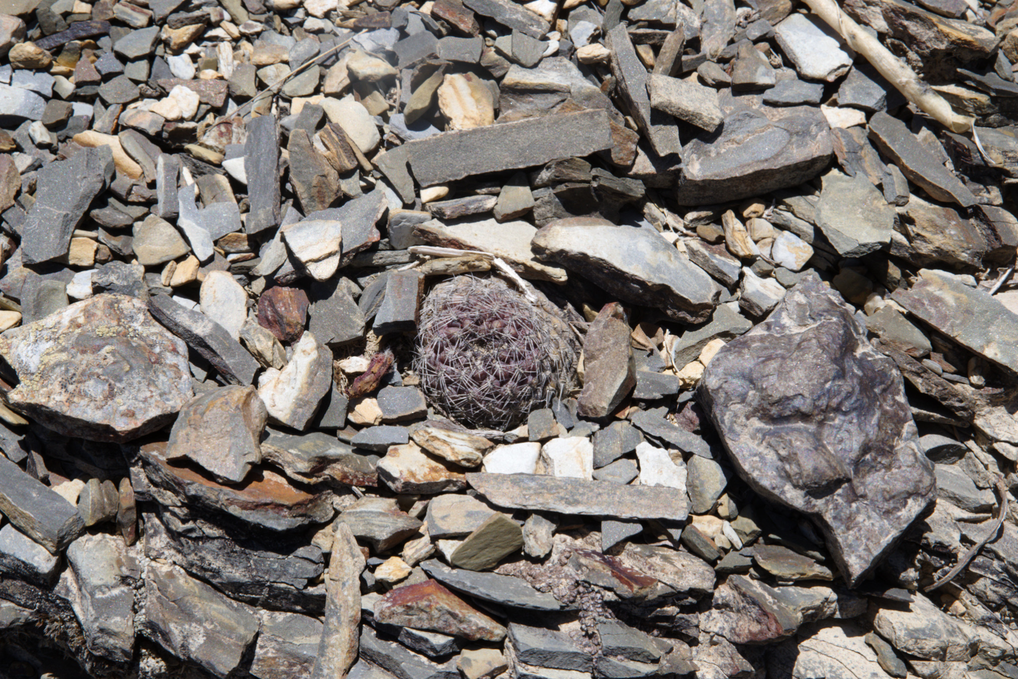 Imagem de Rebutia albopectinata