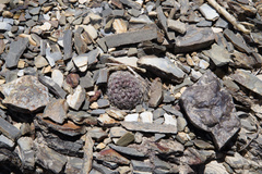 Aylostera albopectinata