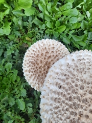 Saproamanita vittadinii