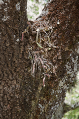 Pfeiffera ianthothele