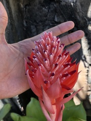 Billbergia pyramidalis