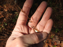 Sorghastrum elliottii